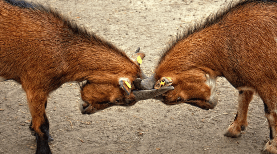 enemies 880x490 1 900x500 1